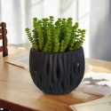Crassula marnieriana Hottentot