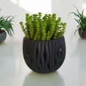 Crassula marnieriana Hottentot
