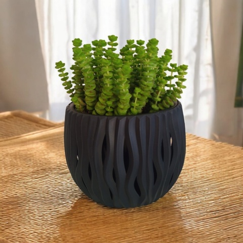 Crassula marnieriana Hottentot