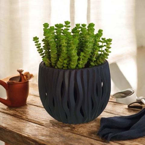 Crassula marnieriana Hottentot