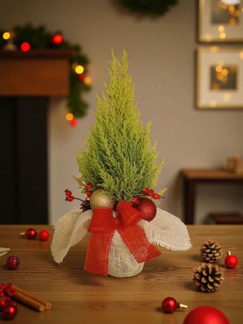 Cupressus macr. Goldcrest Wilma 8