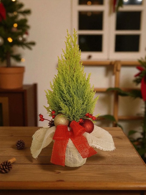 Cupressus macr. Goldcrest Wilma 8