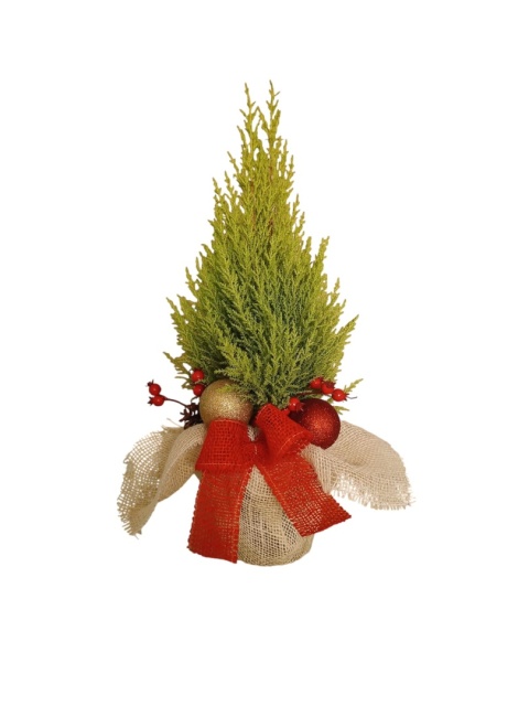 Cupressus macr. Goldcrest Wilma 8