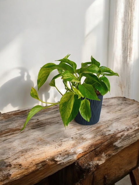 Epipremnum Marble Queen