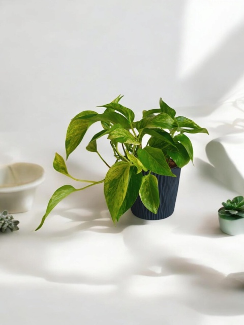 Epipremnum Marble Queen