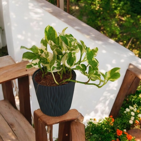 Epipremnum 'N Joy Epipremnum 'N Joy