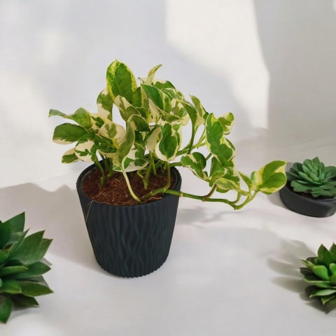 Epipremnum 'N Joy Epipremnum 'N Joy