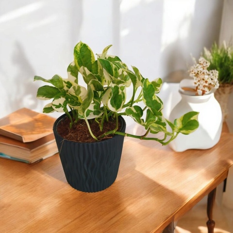 Epipremnum 'N Joy Epipremnum 'N Joy