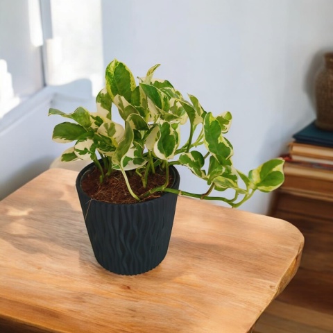 Epipremnum 'N Joy Epipremnum 'N Joy