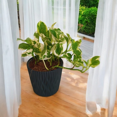 Epipremnum 'N Joy Epipremnum 'N Joy