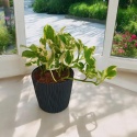 Epipremnum 'N Joy