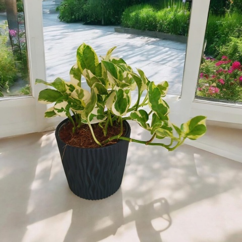 Epipremnum 'N Joy Epipremnum 'N Joy