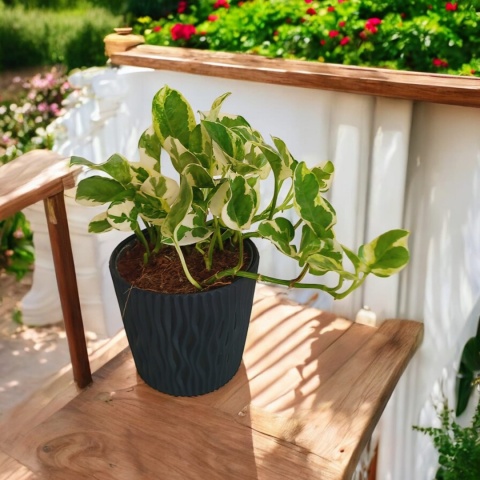 Epipremnum 'N Joy Epipremnum 'N Joy