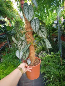 Filodendron brandtianum Filodendron srebrzysty NA PALU