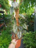 Filodendron brandtianum Filodendron srebrzysty NA PALU