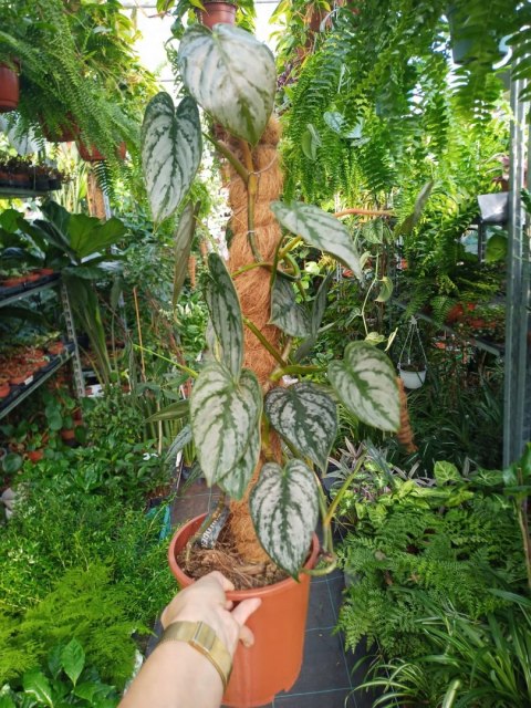Filodendron brandtianum Filodendron srebrzysty NA PALU Filodendron brandtianum Filodendron srebrzysty NA PALU