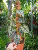 Filodendron brandtianum Filodendron srebrzysty NA PALU
