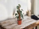 Filodendron brandtianum Filodendron srebrzysty NA PALU