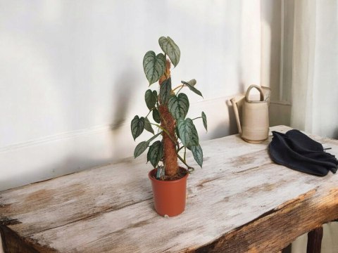 Filodendron brandtianum Filodendron srebrzysty NA PALU Filodendron brandtianum Filodendron srebrzysty NA PALU