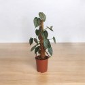 Filodendron brandtianum Filodendron srebrzysty NA PALU