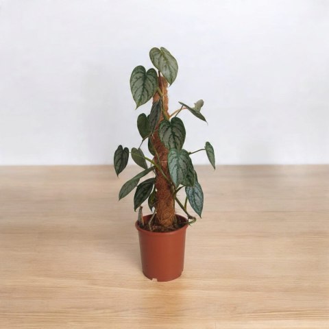 Filodendron brandtianum Filodendron srebrzysty NA PALU Filodendron brandtianum Filodendron srebrzysty NA PALU
