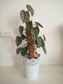 Filodendron brandtianum Filodendron srebrzysty NA PALU