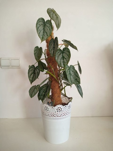 Filodendron brandtianum Filodendron srebrzysty NA PALU Filodendron brandtianum Filodendron srebrzysty NA PALU
