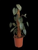 Filodendron brandtianum Filodendron srebrzysty NA PALU