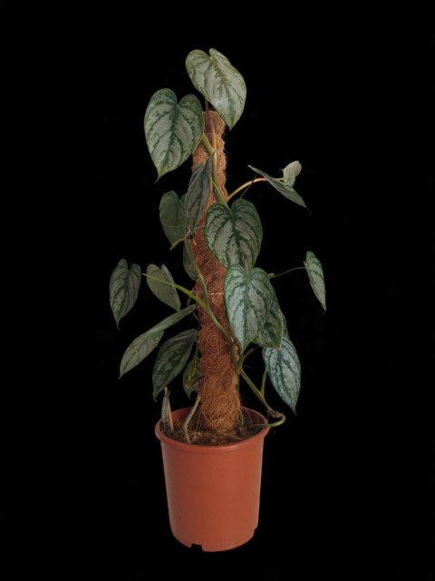 Filodendron brandtianum Filodendron srebrzysty NA PALU Filodendron brandtianum Filodendron srebrzysty NA PALU