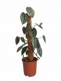 Filodendron brandtianum Filodendron srebrzysty NA PALU