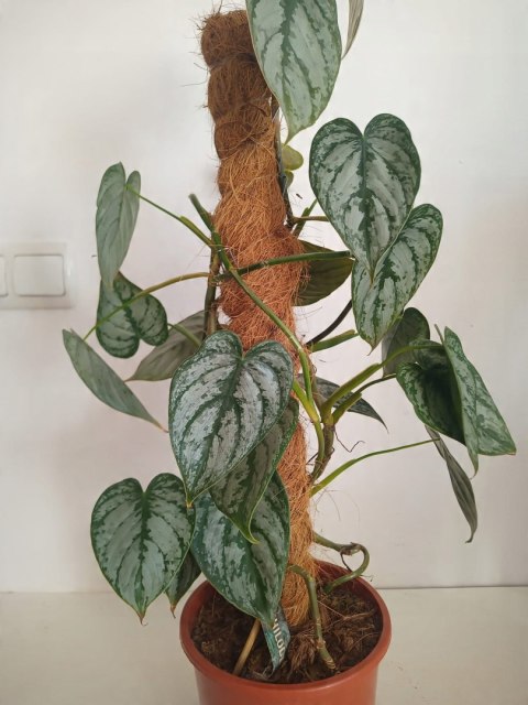 Filodendron brandtianum Filodendron srebrzysty NA PALU Filodendron brandtianum Filodendron srebrzysty NA PALU
