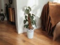 Filodendron brandtianum Filodendron srebrzysty NA PALU