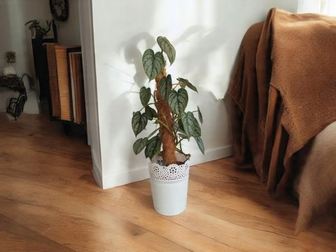 Filodendron brandtianum Filodendron srebrzysty NA PALU Filodendron brandtianum Filodendron srebrzysty NA PALU