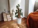Filodendron brandtianum Filodendron srebrzysty NA PALU
