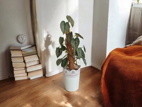 Filodendron brandtianum Filodendron srebrzysty NA PALU Filodendron brandtianum Filodendron srebrzysty NA PALU