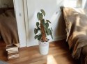 Filodendron brandtianum Filodendron srebrzysty NA PALU