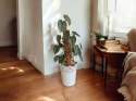 Filodendron brandtianum Filodendron srebrzysty NA PALU