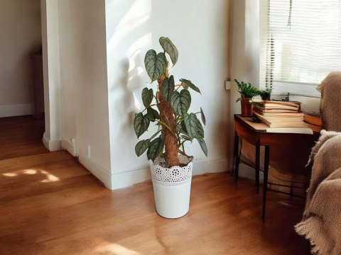 Filodendron brandtianum Filodendron srebrzysty NA PALU Filodendron brandtianum Filodendron srebrzysty NA PALU