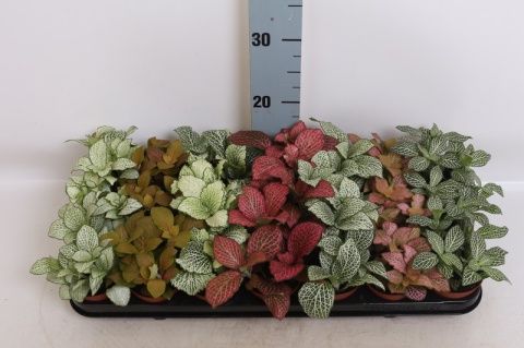 Fittonia mix kol.