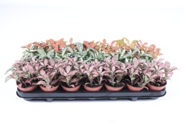 Fittonia mix kol.