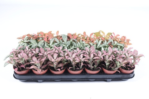 Fittonia mix kol.
