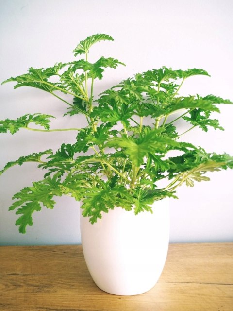 Geranium Anginka Roślina lecznicza PRZECIWZMARSZCZKOWA Na rozstępy Celullit Geranium Anginka Roślina lecznicza PRZECIWZMARSZCZKOWA Na rozstępy Celullit