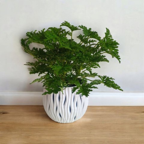 Geranium Anginka Roślina lecznicza PRZECIWZMARSZCZKOWA Na rozstępy Celullit Geranium Anginka Roślina lecznicza PRZECIWZMARSZCZKOWA Na rozstępy Celullit