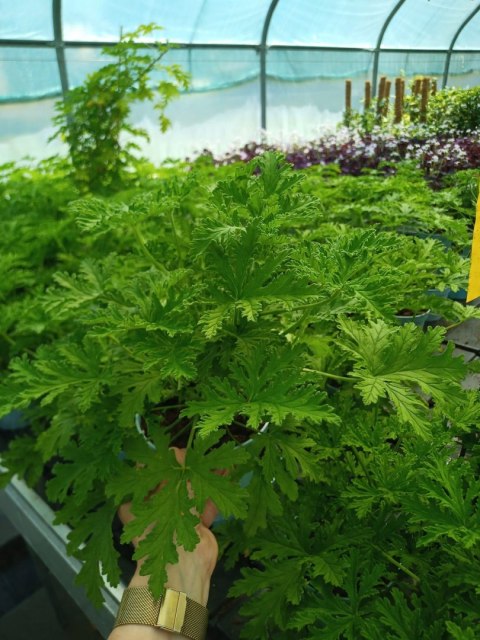 Geranium Anginka Roślina lecznicza PRZECIWZMARSZCZKOWA Na rozstępy Celullit Geranium Anginka Roślina lecznicza PRZECIWZMARSZCZKOWA Na rozstępy Celullit