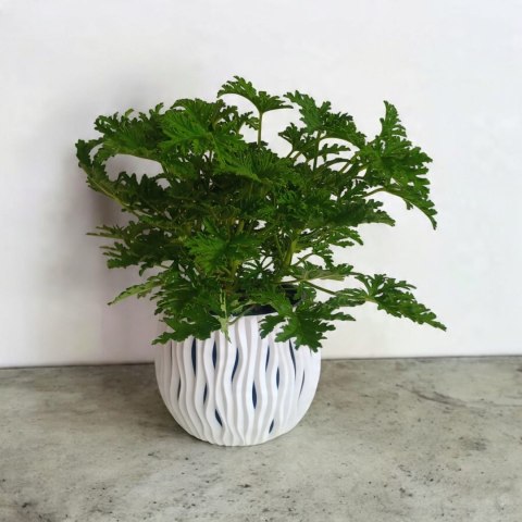 Geranium Anginka Roślina lecznicza PRZECIWZMARSZCZKOWA Na rozstępy Celullit Geranium Anginka Roślina lecznicza PRZECIWZMARSZCZKOWA Na rozstępy Celullit