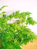 Geranium Anginka Roślina lecznicza PRZECIWZMARSZCZKOWA Na rozstępy Celullit