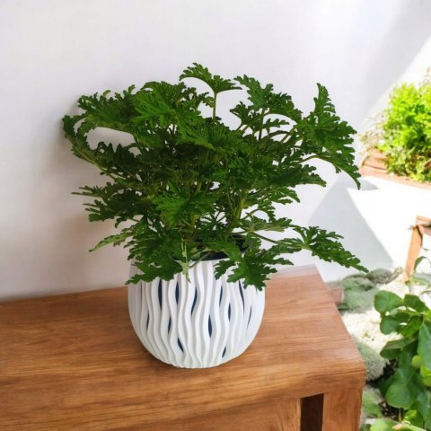 Geranium Anginka Roślina lecznicza PRZECIWZMARSZCZKOWA Na rozstępy Celullit Geranium Anginka Roślina lecznicza PRZECIWZMARSZCZKOWA Na rozstępy Celullit