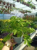 Geranium Anginka Roślina lecznicza PRZECIWZMARSZCZKOWA Na rozstępy Celullit