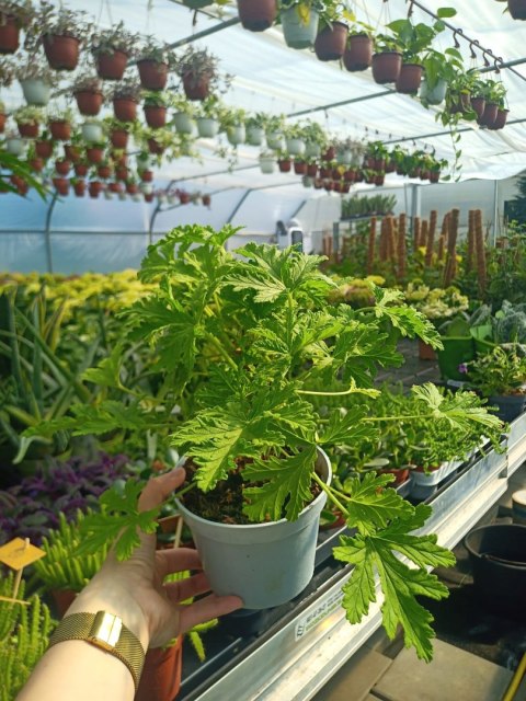 Geranium Anginka Roślina lecznicza PRZECIWZMARSZCZKOWA Na rozstępy Celullit Geranium Anginka Roślina lecznicza PRZECIWZMARSZCZKOWA Na rozstępy Celullit