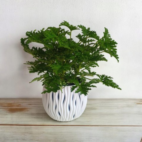 Geranium Anginka Roślina lecznicza PRZECIWZMARSZCZKOWA Na rozstępy Celullit Geranium Anginka Roślina lecznicza PRZECIWZMARSZCZKOWA Na rozstępy Celullit